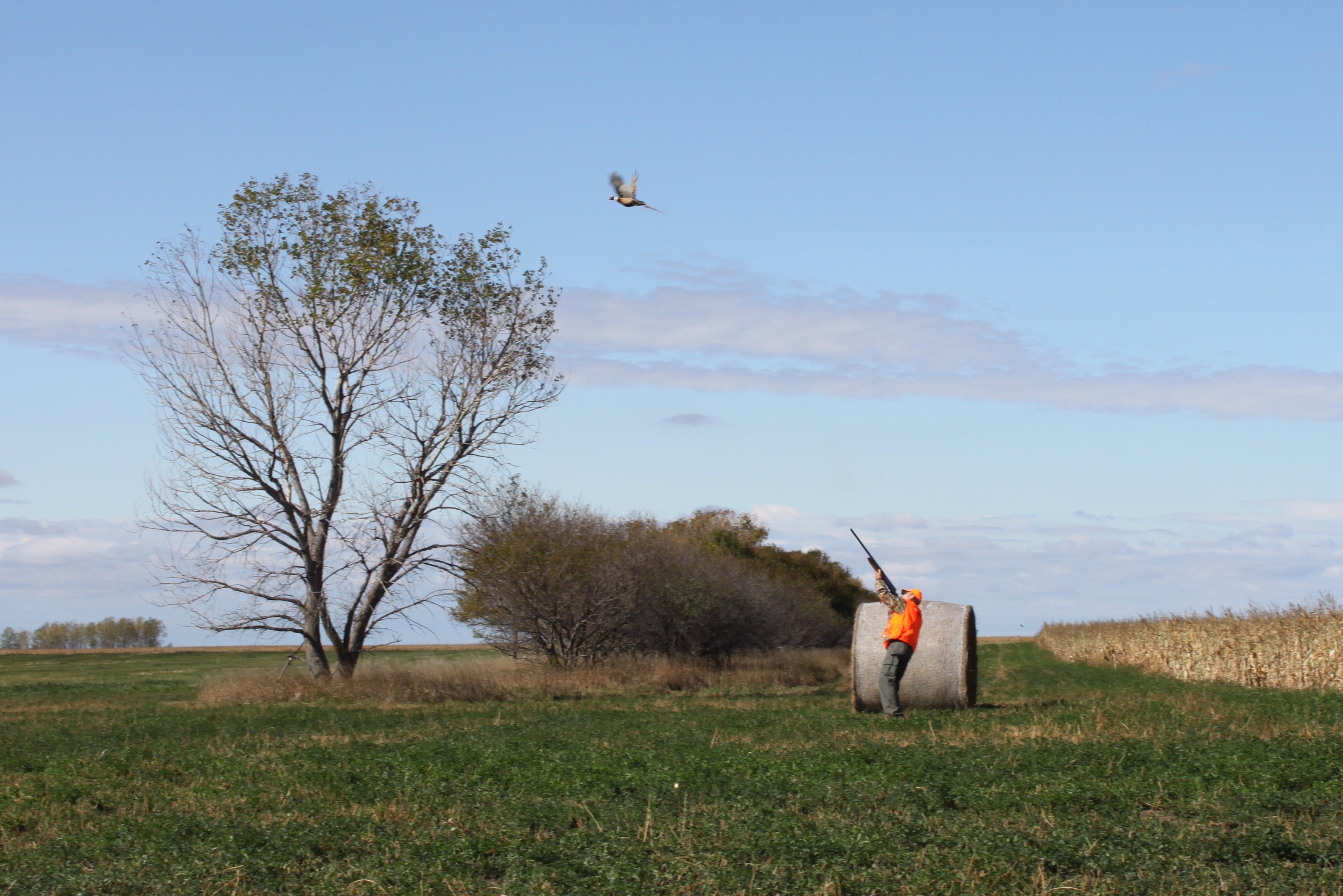 South Dakota Pheasant Hunt Photo Gallery Mitchell, SD